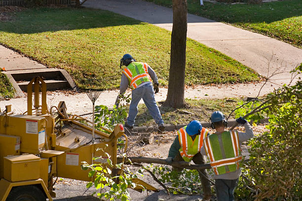 Tree Branch Trimming in Saraland, AL